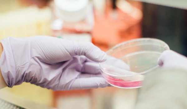 The true cost of egg donation. medical professional wearing lilac glove and holding petri dish